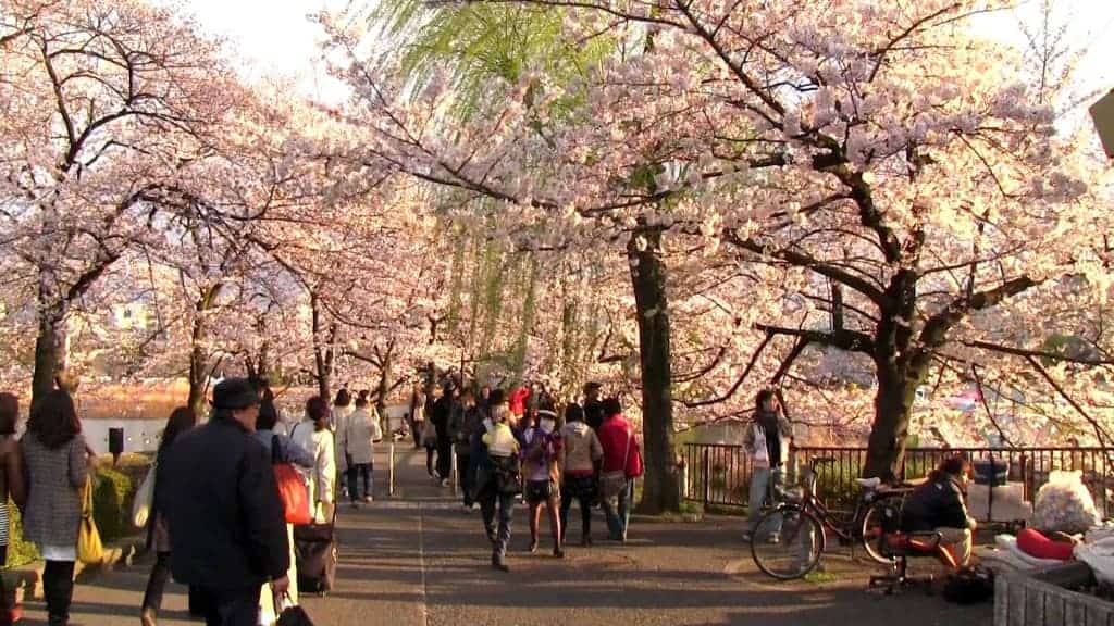 Ueno Park Jepang Jalan jalan Jepang Wisata Ke Jepang Paket Tour Ke Jepang