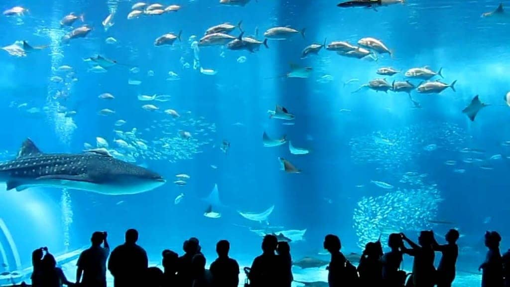 Okinawa Churaumi Aquarium travel murah ke jepang 2016 trip murah ke jepang paket travel murah ke jepang