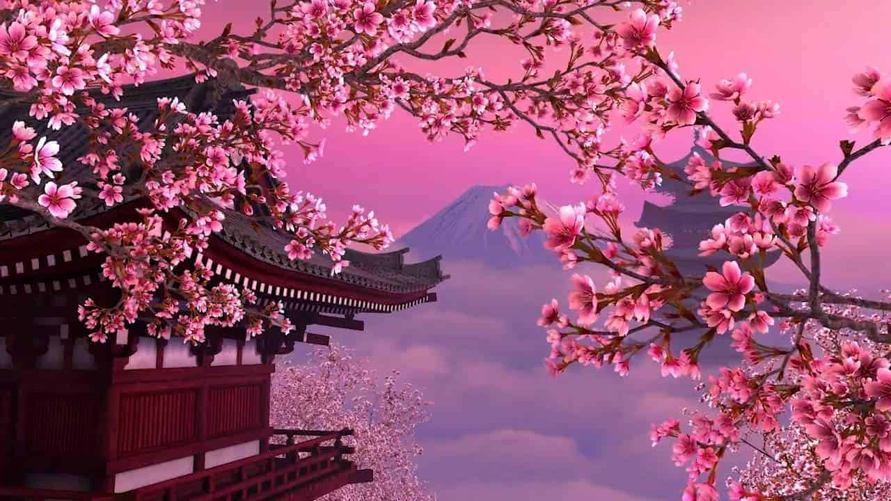 20 Gambar Bunga Sakura Di Sore Hari